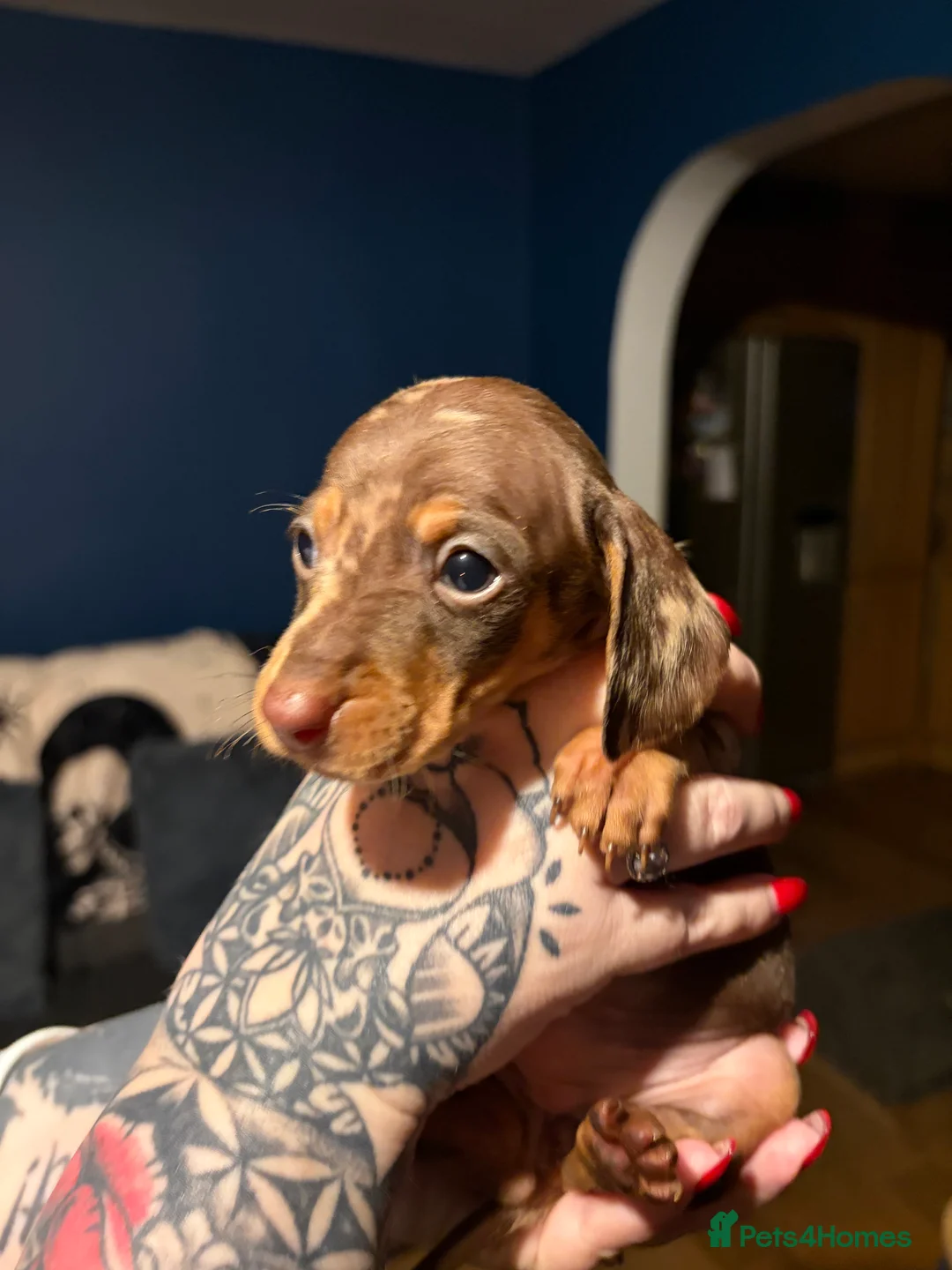 Miniature Dachshund dogs for sale: Miniature long haired Dachshund  - Advert 8