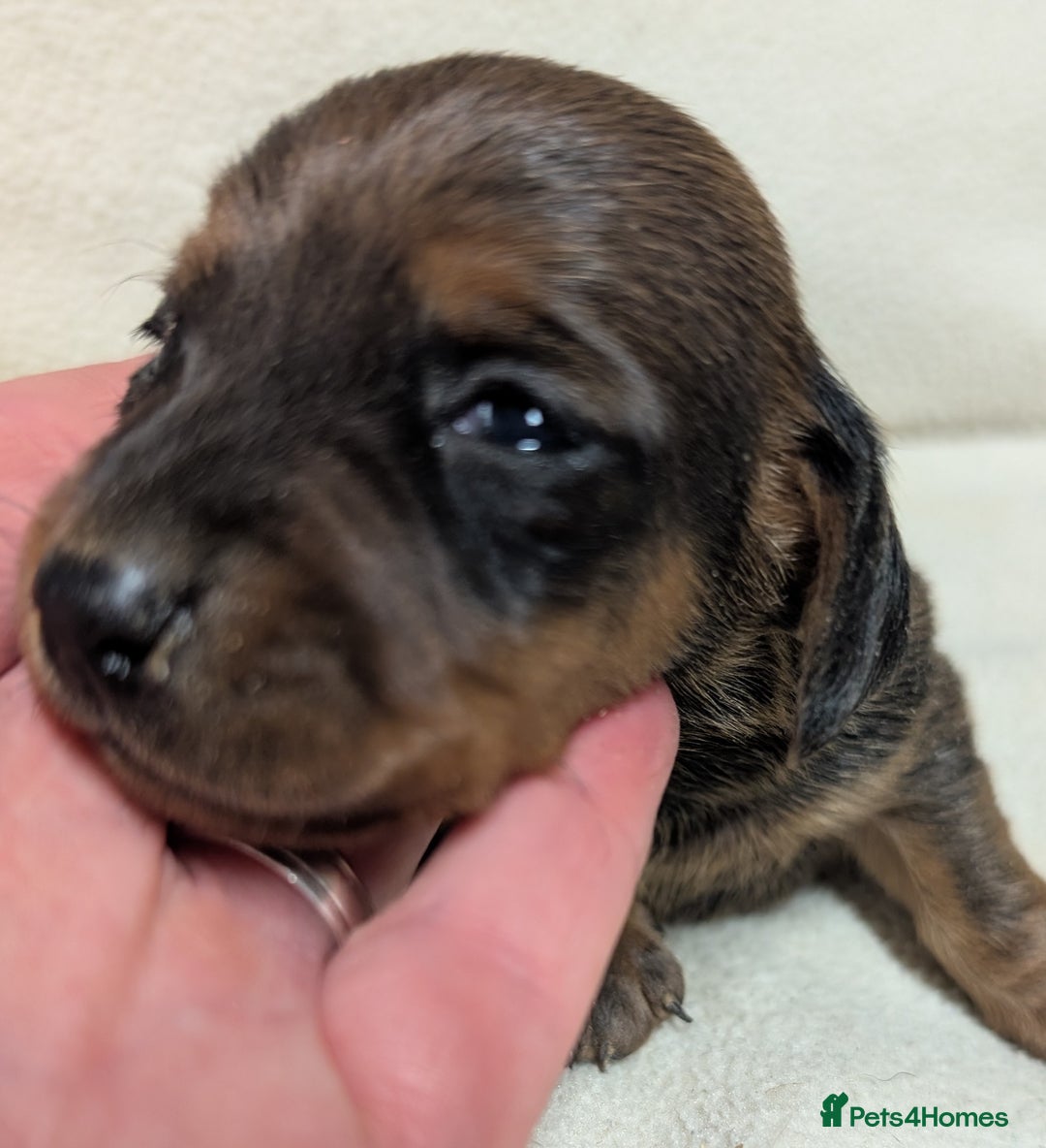 Miniature Dachshund dogs for sale: Quality KC / PRA Clear Minature Dachshund Puppies  - Image 16