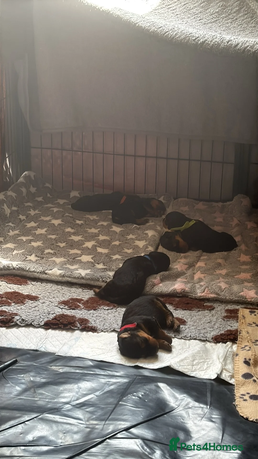 Airedale Terrier dogs for sale: Airedale terrier puppies - Advert 10