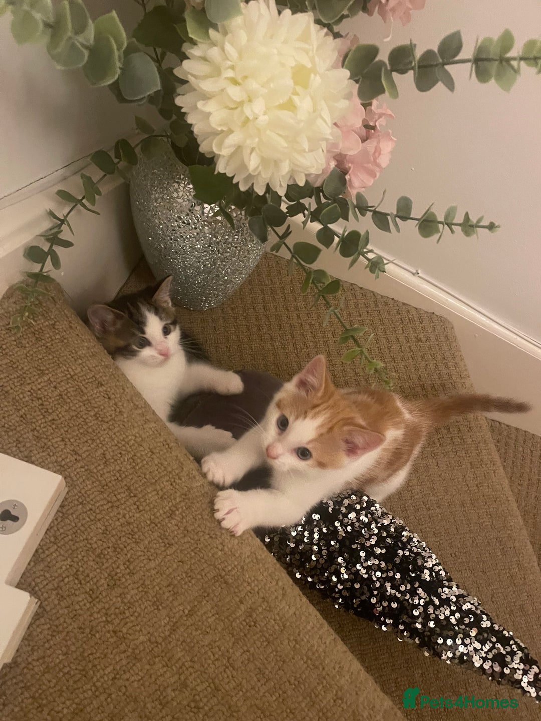 Mixed Breed cats for sale: Looking for forever home - Image 20