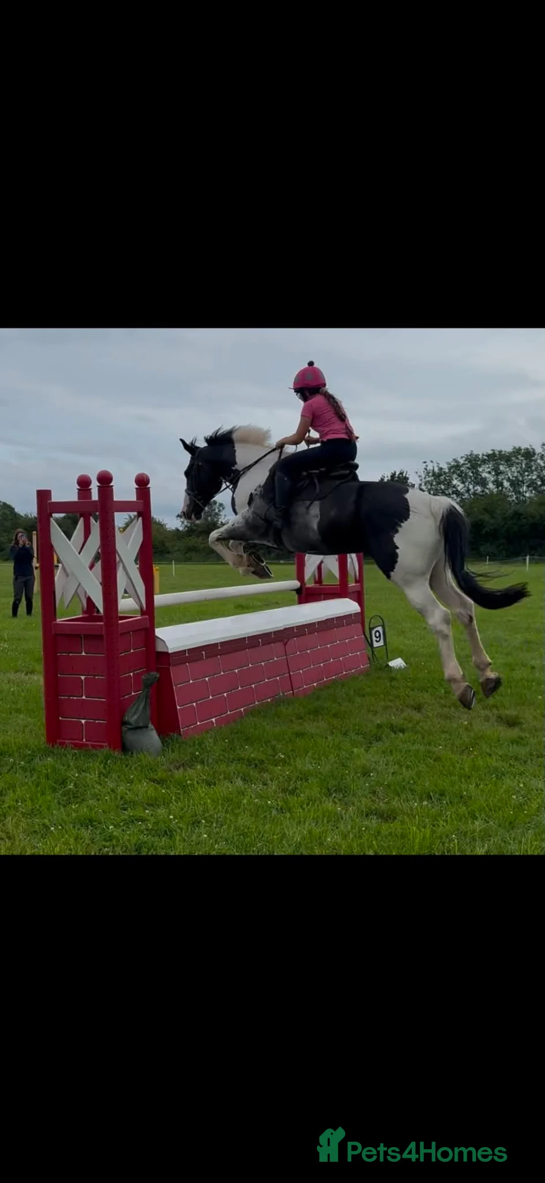 Irish Draught horses for sale: Id X maxi cob type Family friendly mare available  - Advert 2