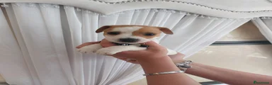 Jack Russell Puppy 3