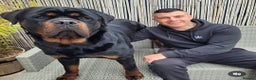 Rottweiler dogs for sale: Giant rottweiler pups,bred 4 size/health/temprment - Advert 8