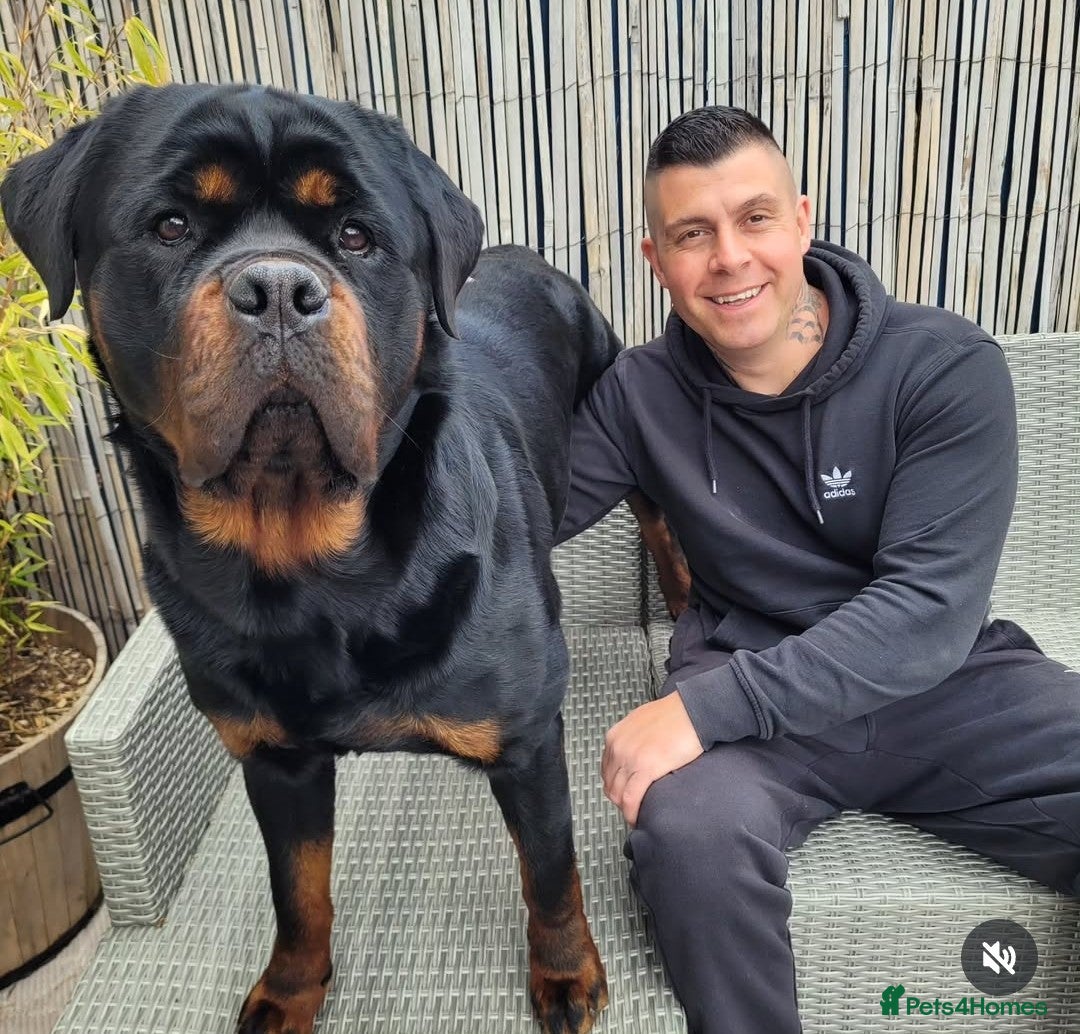 Rottweiler dogs for sale: Giant rottweiler pups,bred 4 size/health/temprment - Advert 8