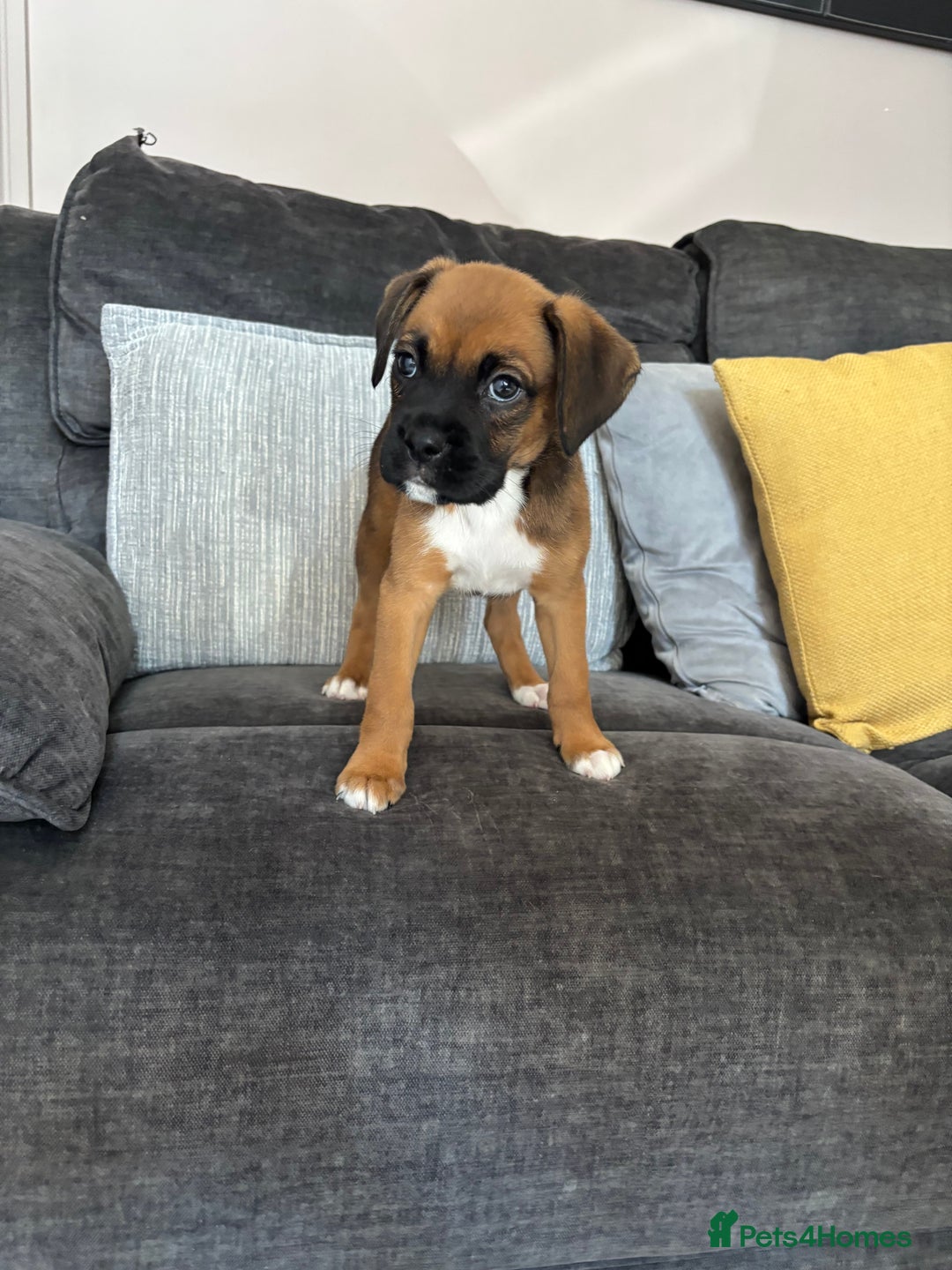 Boxer dogs for sale: Gorgeous boxer puppies for sale  - Image 9