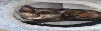 Mixed Breed Kitten 3