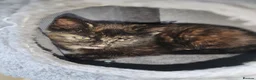 Mixed Breed cats for sale: ❤️ Bengal Tortoiseshell mix litter of 3 Girls ❤️  - Advert 5