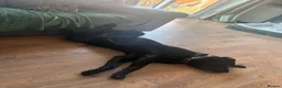 Labrador Retriever dogs for sale: Beautiful 8-Year-Old Labrador  - Advert 10