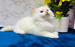 Ragdoll cats for sale: TICA Registered Magnificent Ragdoll kittens  - Image 33