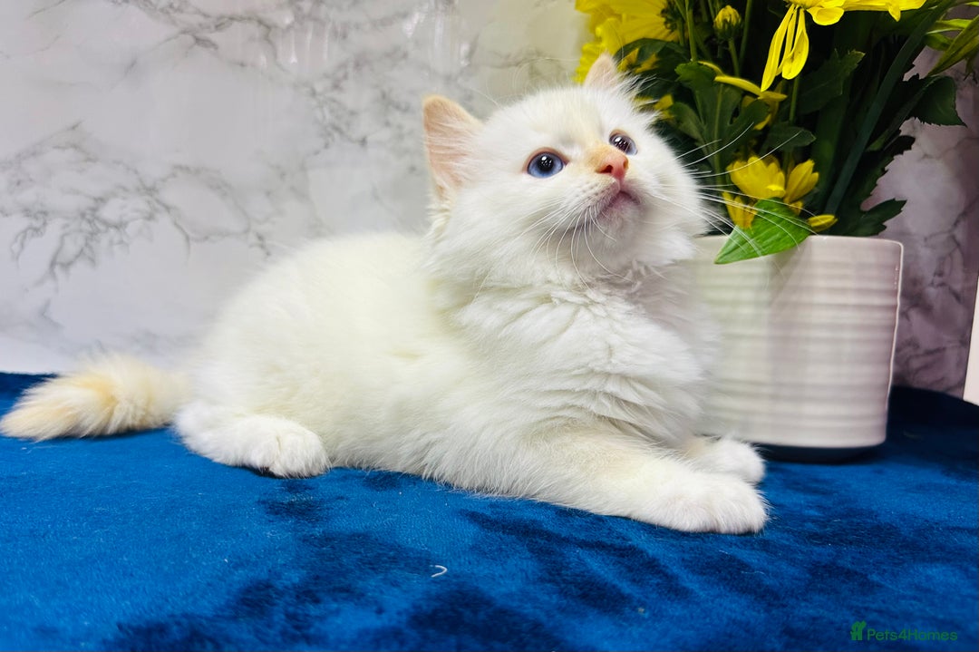Ragdoll cats for sale: TICA Registered Magnificent Ragdoll kittens  - Image 33