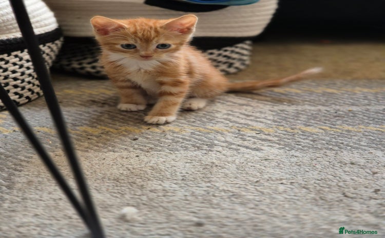 Mixed Breed cats - Advert 6