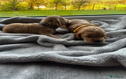 Cocker Spaniel dogs for sale: ✨ Cuddles Await from our Cocker Spaniel Pups  - Image 14