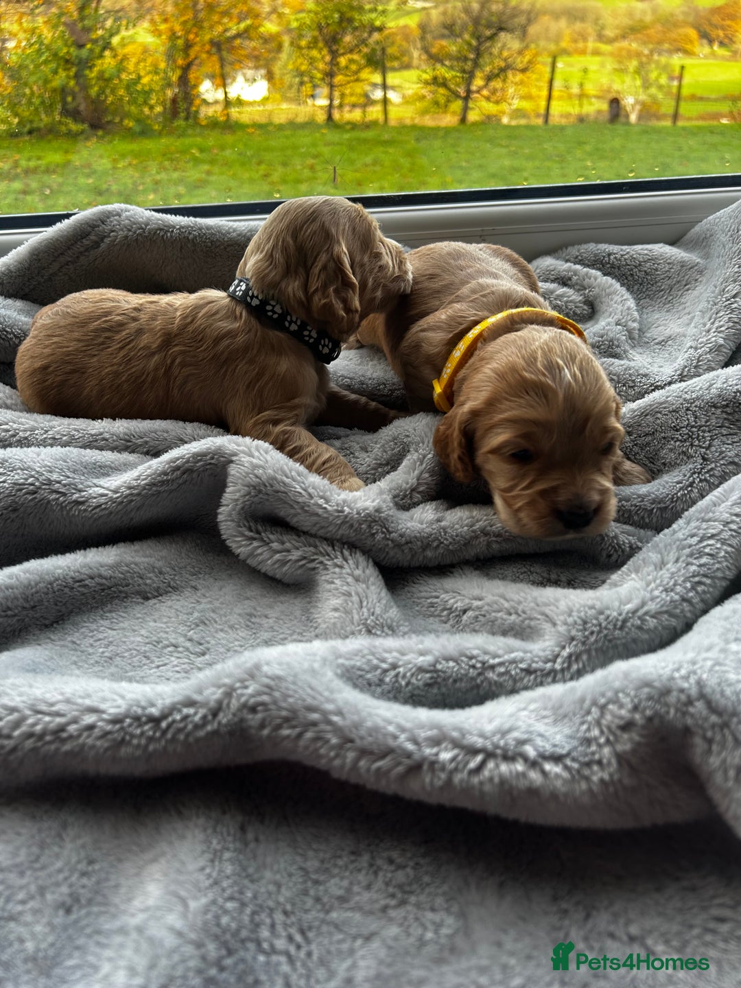 Cocker Spaniel dogs for sale: ✨ Cuddles Await from our Cocker Spaniel Pups  - Image 14