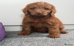 Cockapoo dogs for sale: Beautiful cockapoo puppies  - Image 2