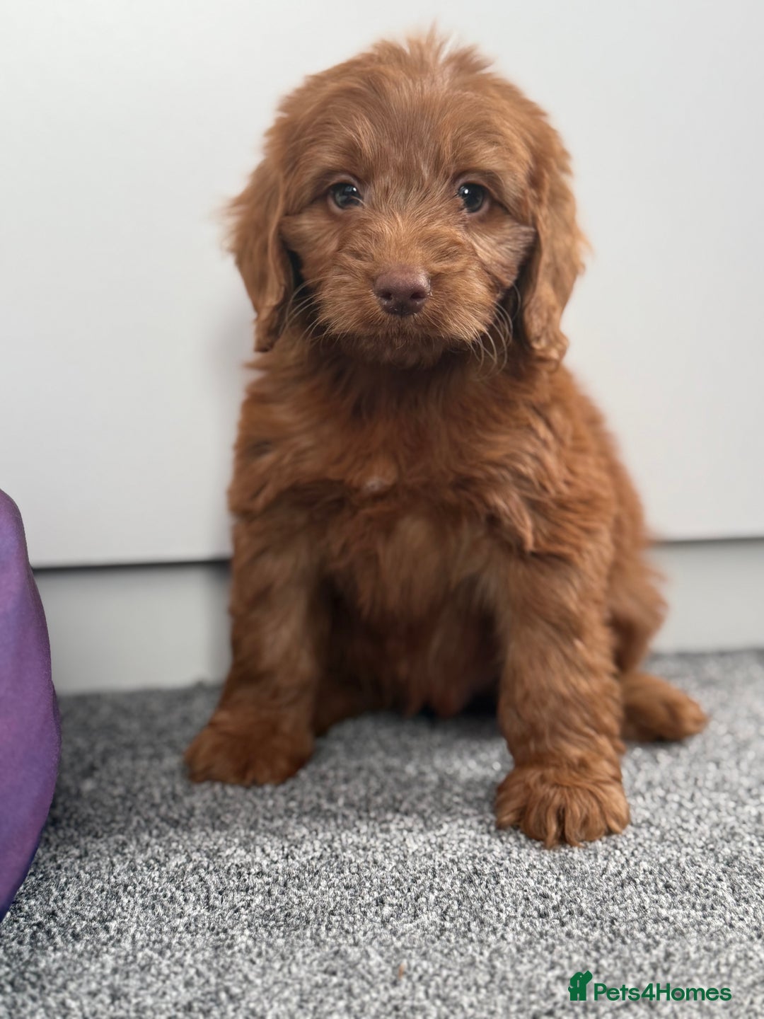 Cockapoo dogs for sale: Beautiful cockapoo puppies  - Image 2