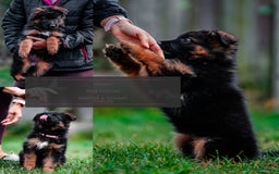 German Shepherd dogs for sale: Last available female 😍Little Paws Big Heart😍 - Image 3