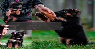 German Shepherd dogs - Advert 11