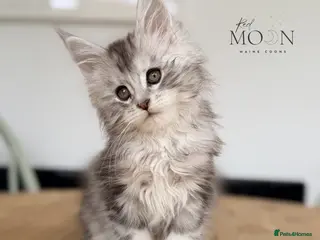 Maine Coon cats Last female Maine Coon kitten - Advert 11