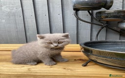 British Shorthair cats for sale: READY TO LEAVE Champion bloodline pedigree kittens - Image 20