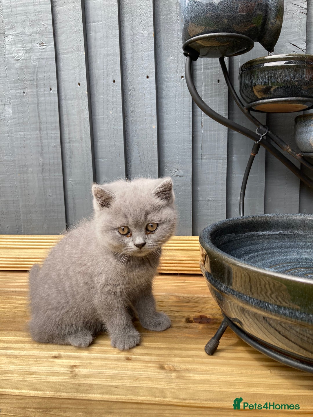 British Shorthair cats for sale: READY TO LEAVE Champion bloodline pedigree kittens - Image 20