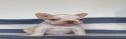 French Bulldog dogs for sale: Hikema X Cheeko (French bulldogs) - Advert 18