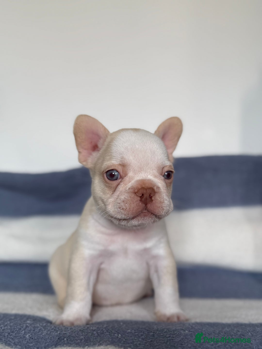 French Bulldog dogs for sale: Hikema X Cheeko (French bulldogs) - Image 9