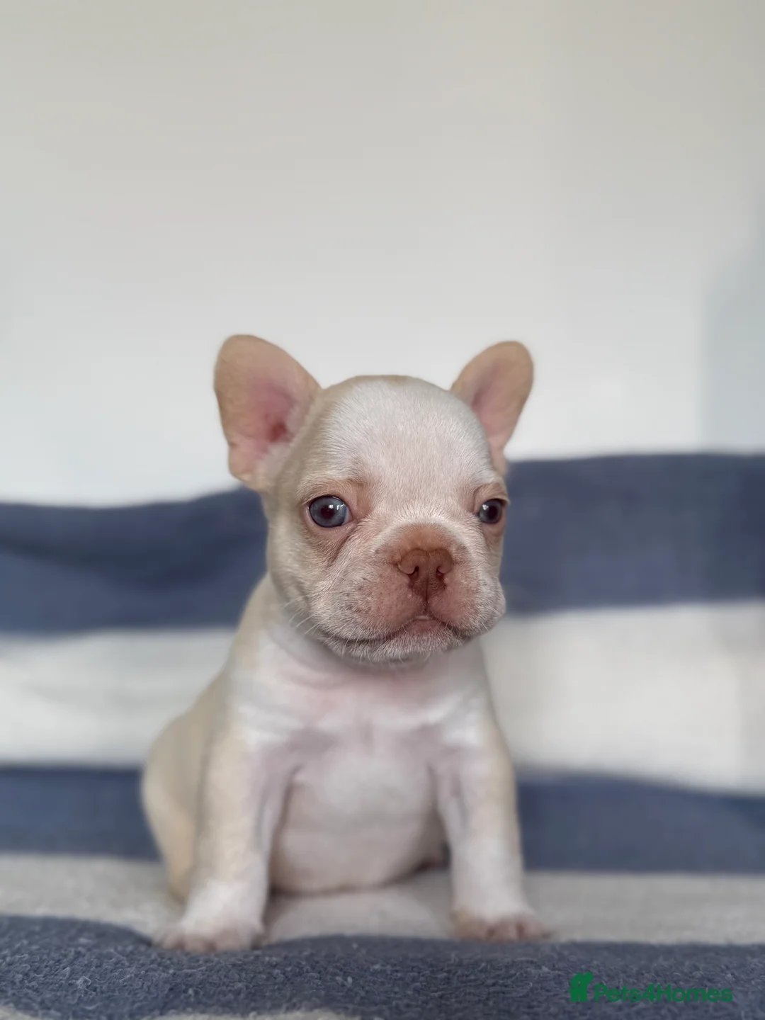 French Bulldog dogs for sale: Hikema X Cheeko (French bulldogs) - Advert 20