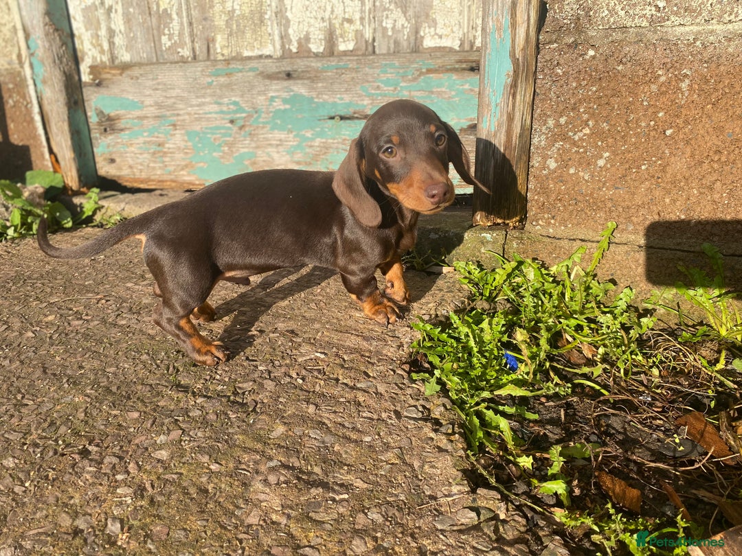 Dachshund dogs for sale: Miniature Dachshund Puppies ⭐️one male left  ⭐️ - Advert 6