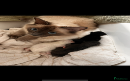Ragdoll cats for sale: Bluepoint Ragdoll Female 🐱 - Image 2