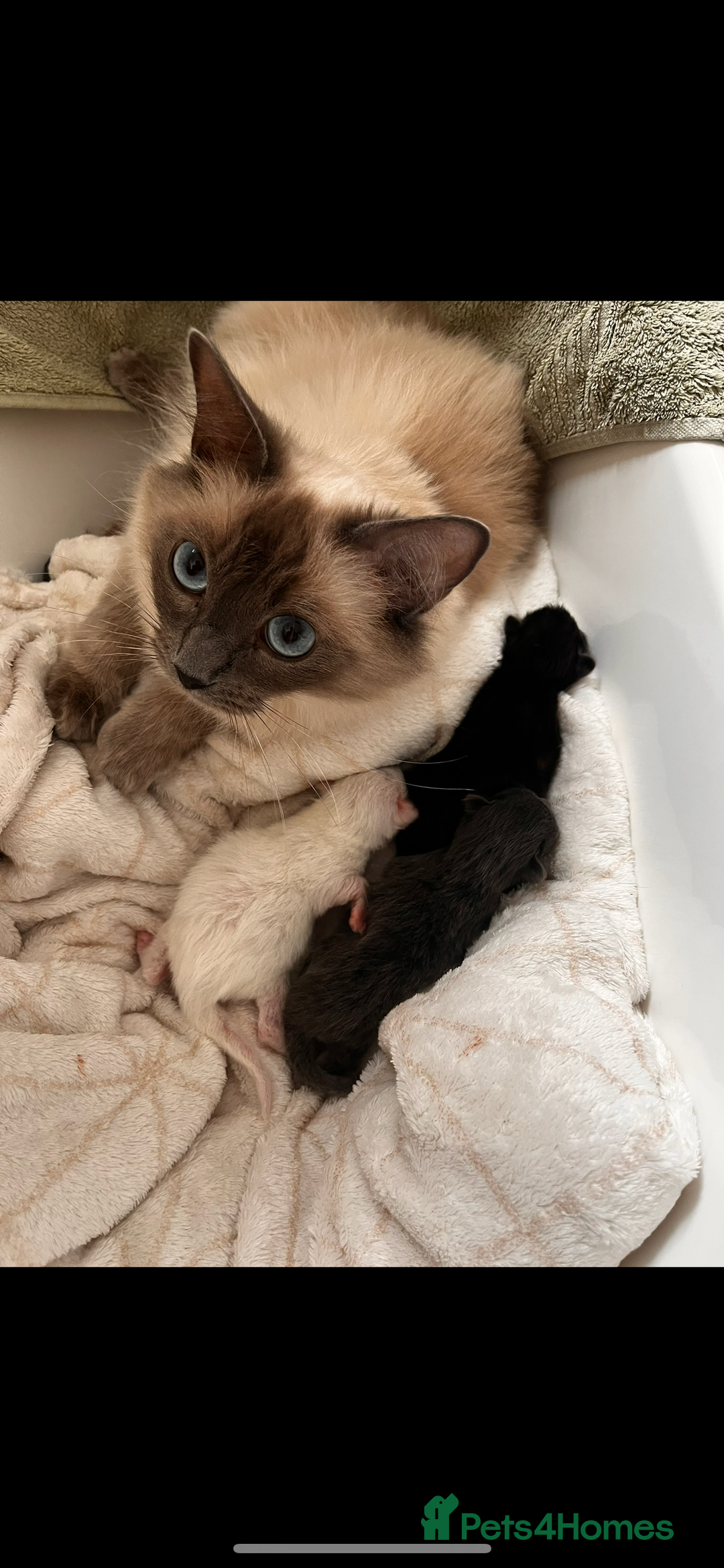 Ragdoll cats for sale: Bluepoint Ragdoll Female 🐱 - Image 2