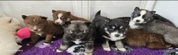 Siberian Husky dogs for sale: Ready to go ! Siberian Husky - Advert 33
