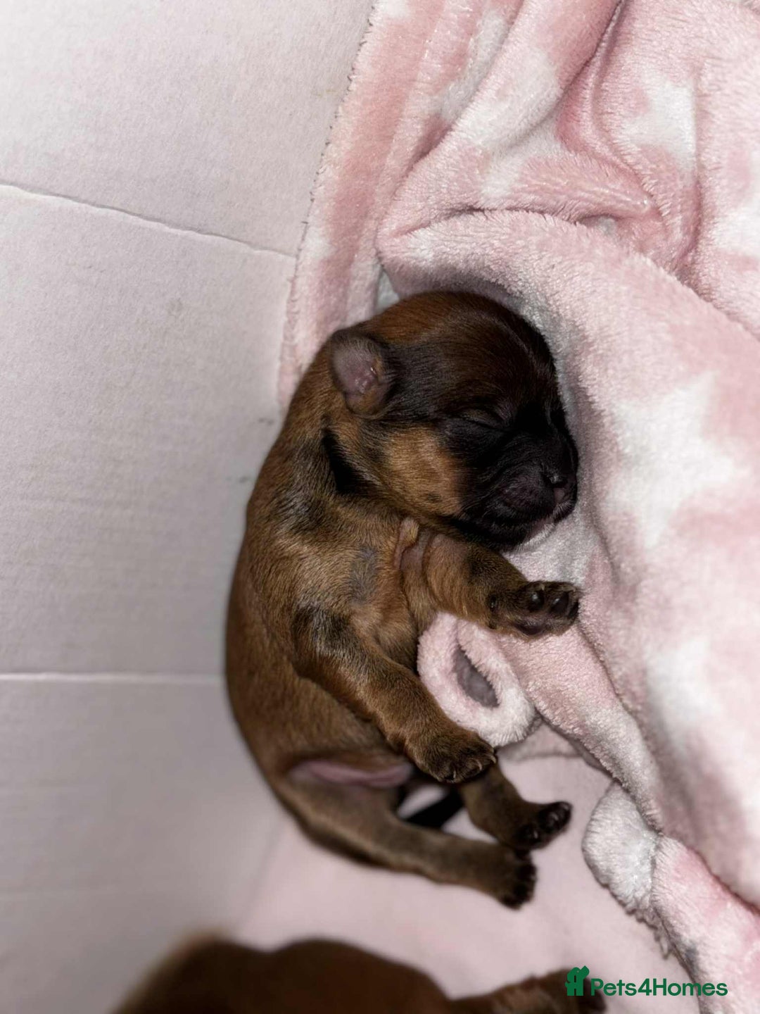 Mixed Breed dogs for sale: Lhasa-apso x Pomeranian pups - Advert 7