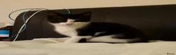 Mixed Breed cats for sale: Adorable, mischievous kittens - Advert 7