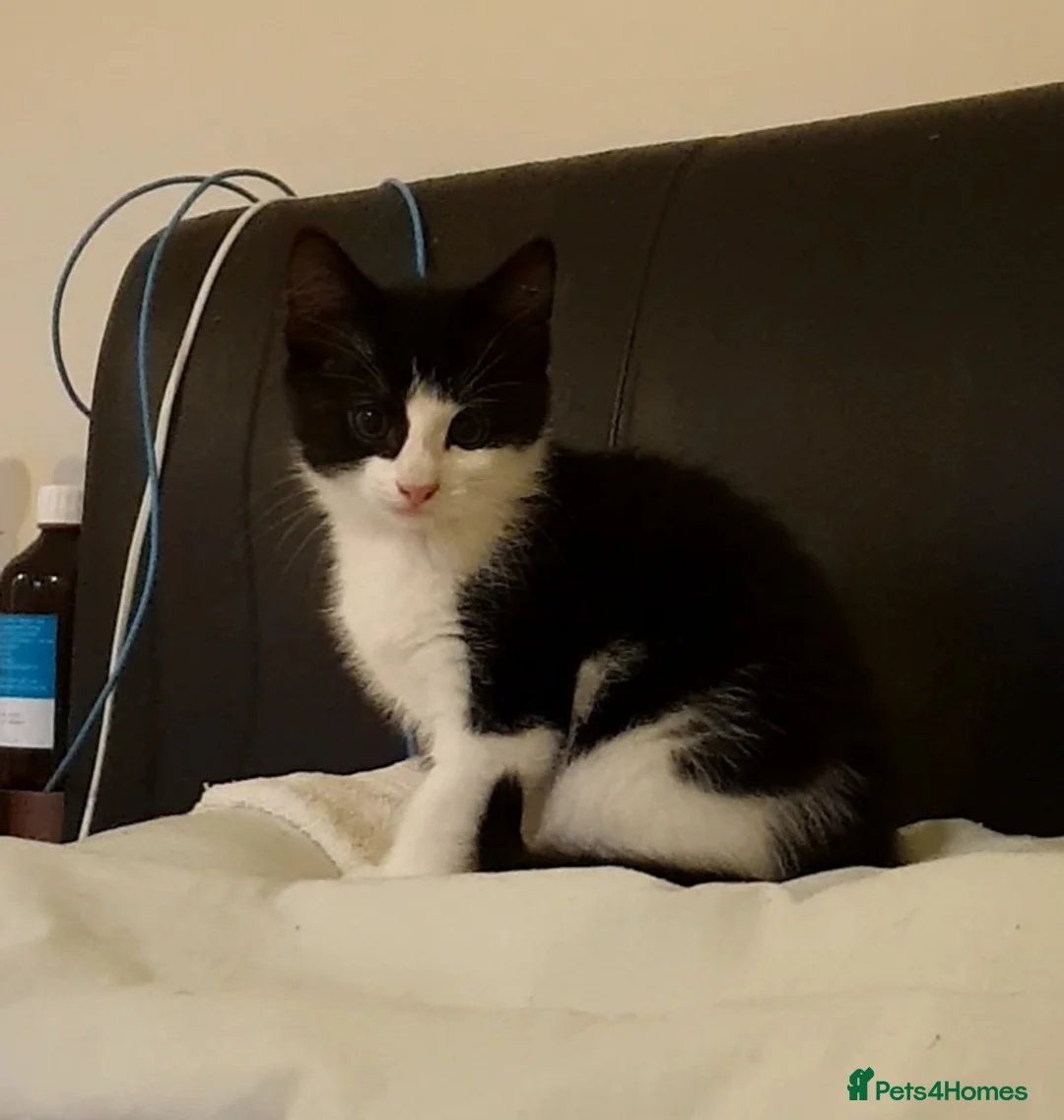 Mixed Breed cats for sale: Adorable, mischievous kittens - Advert 7