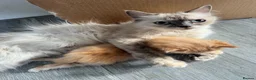 British Longhair cats for sale: 1 Ginger Male Longhair - Advert 5