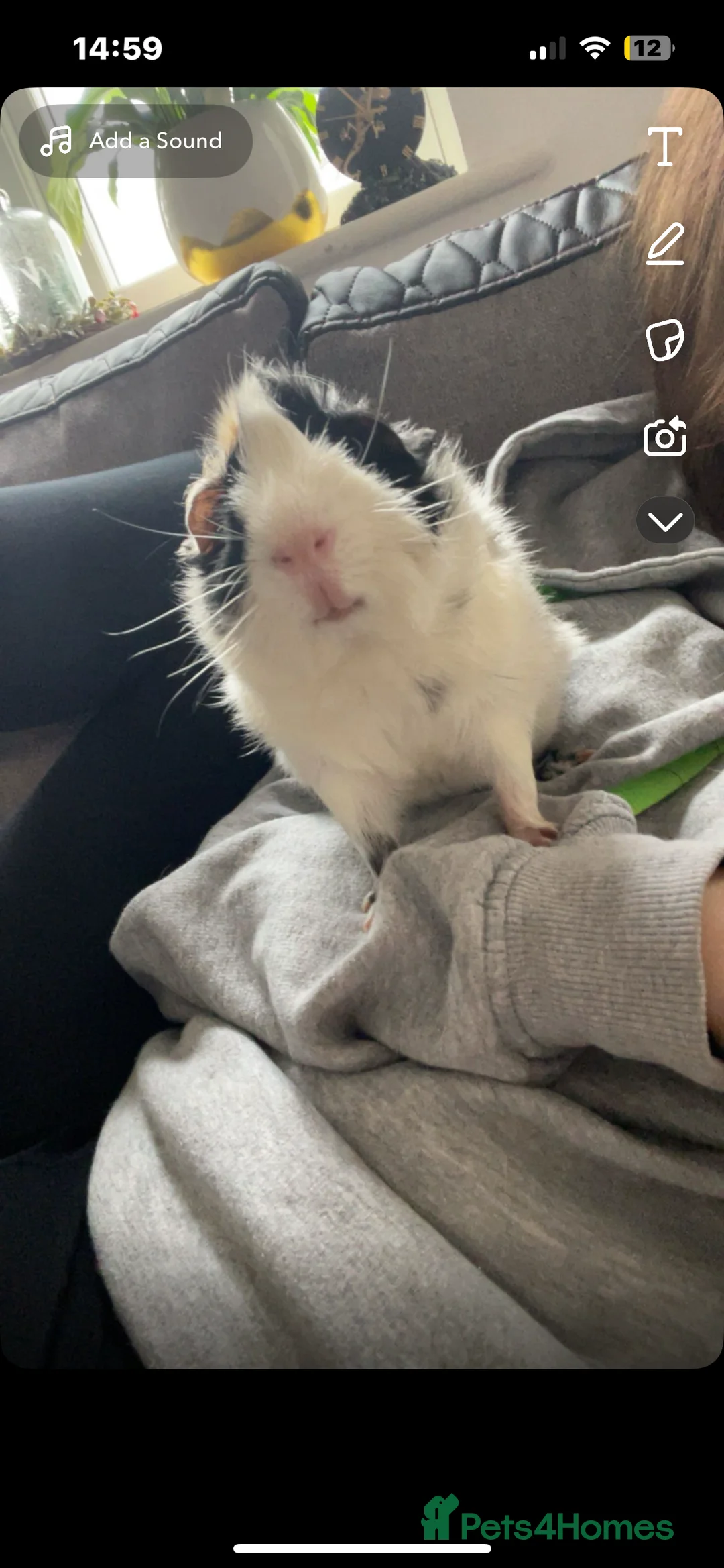 Guinea Pig rodents for sale: Two beautiful male guinea pigs  to rehome  - Advert 3