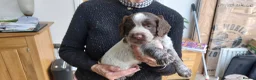Sprocker dogs for sale: Sprocker Spaniels in Stockport - Advert 5