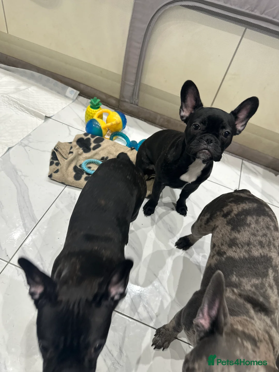 French Bulldog dogs for sale: Black French bulldog girl and boy - Advert 2