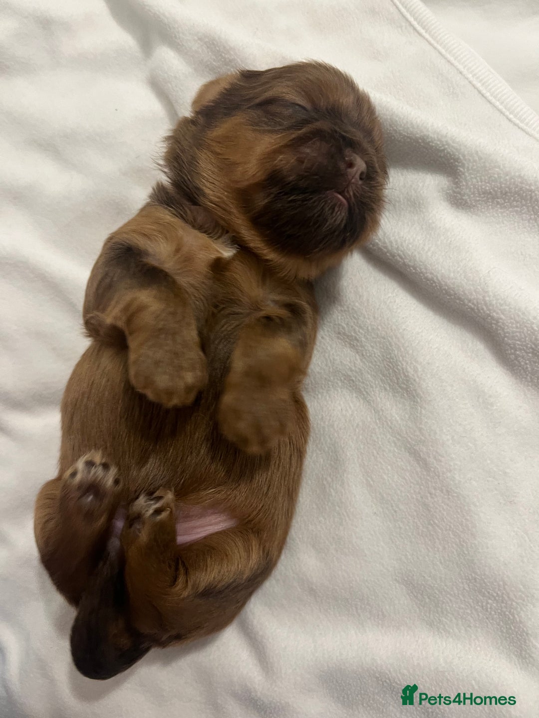 Shih Tzu dogs for sale: KC registered pure breed imperial shihtzu puppies  - Advert 5