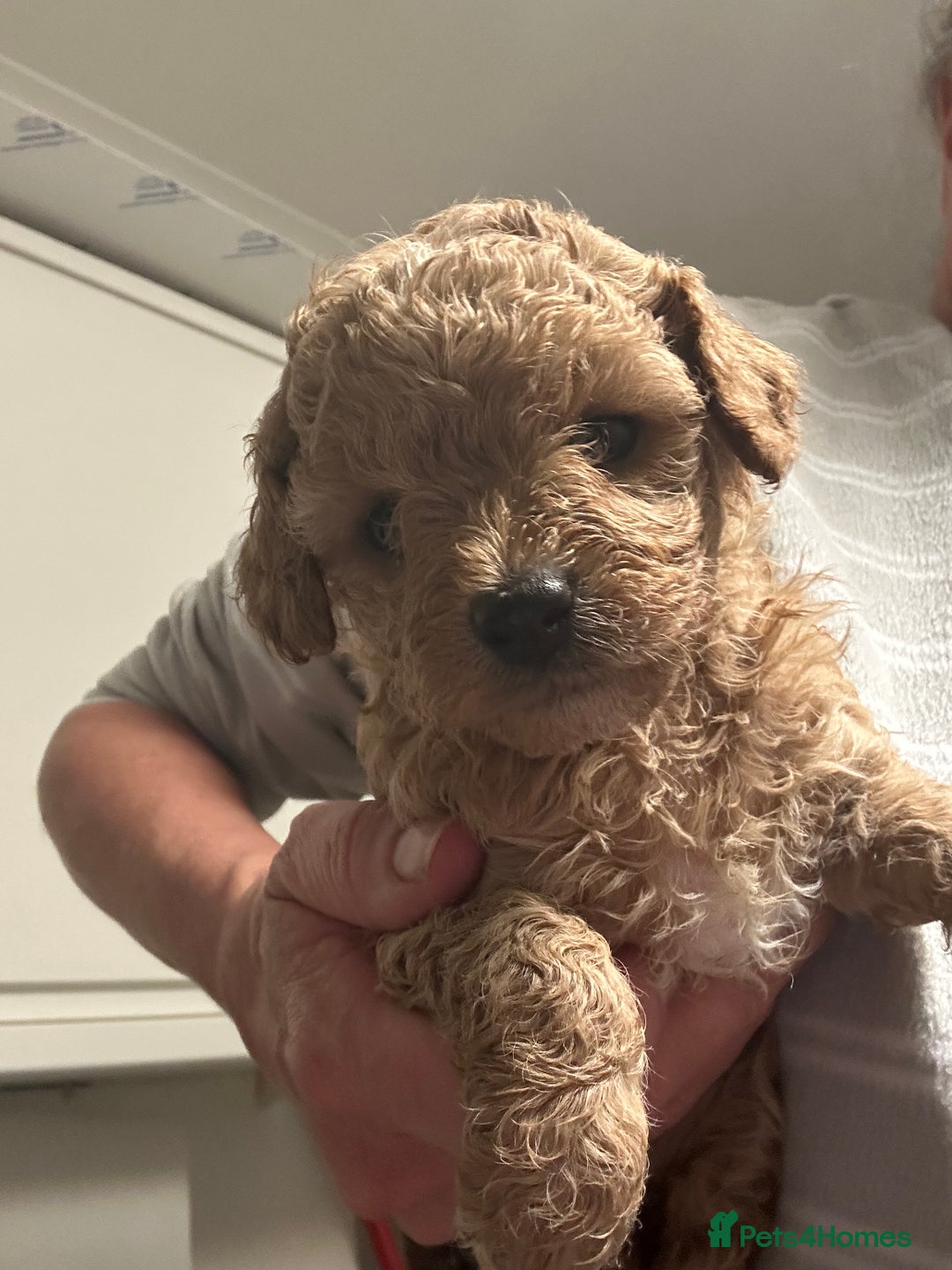 Cavapoo dogs for sale: Toy Cavapoo puppies for sale  - Image 4