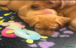 Labrador Retriever dogs for sale: Fox Red Working Type Labs  - Image 3
