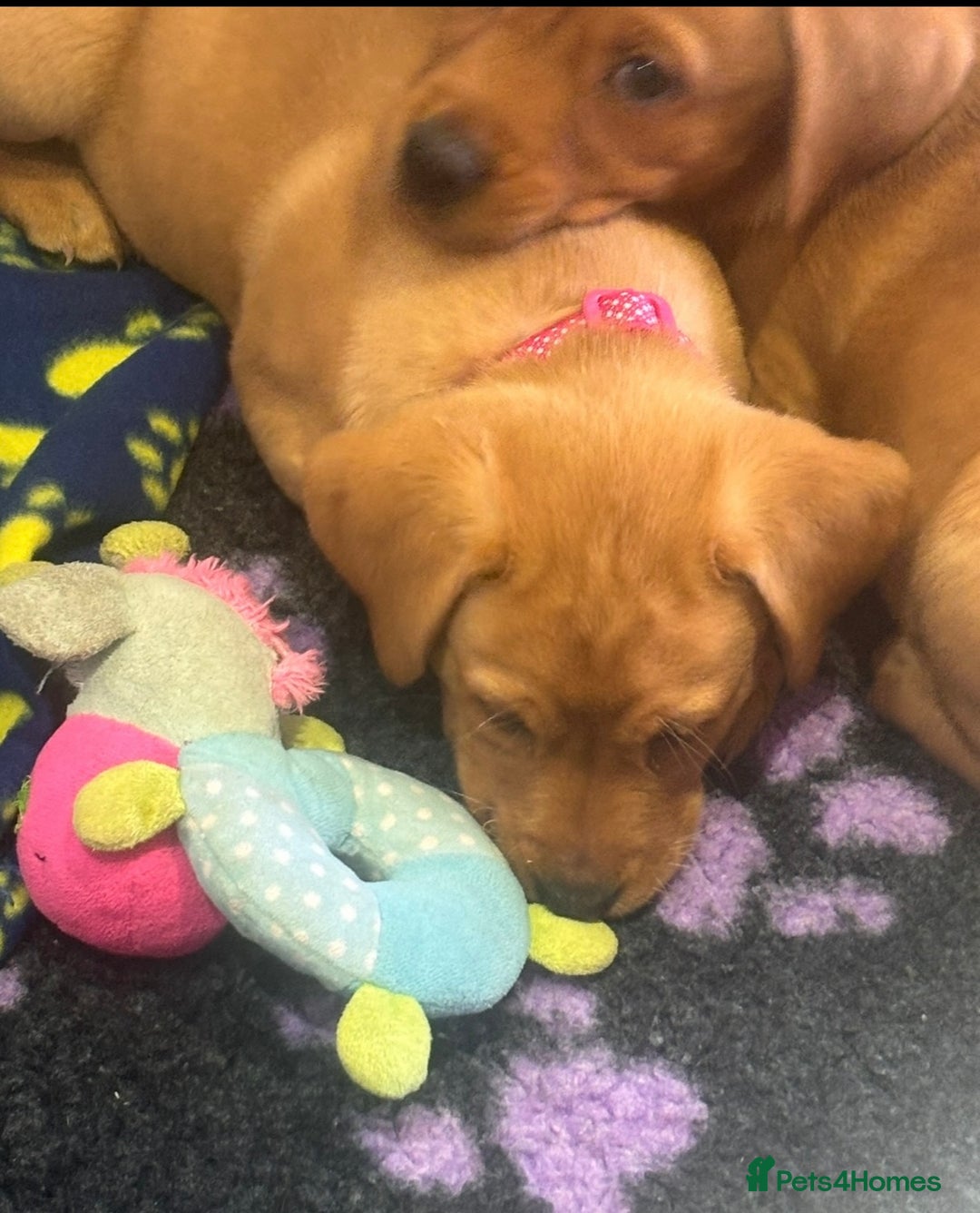 Labrador Retriever dogs for sale: Fox Red Working Type Labs  - Image 3