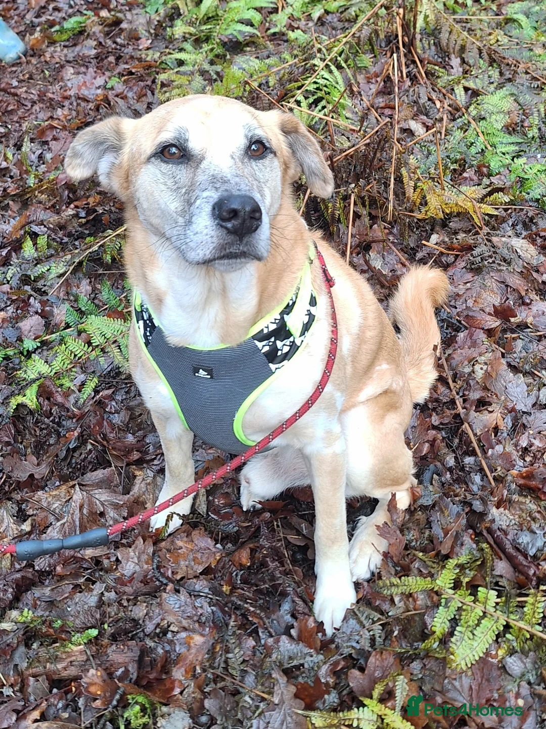 Mixed Breed dogs for sale: Beautiful older fella for adoption - Advert 2