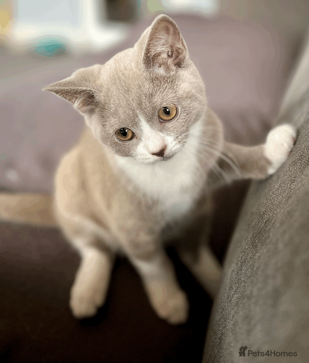 British Shorthair cats for sale: Male Lilac and white bicolour BSH  GCCF reg - Image 2