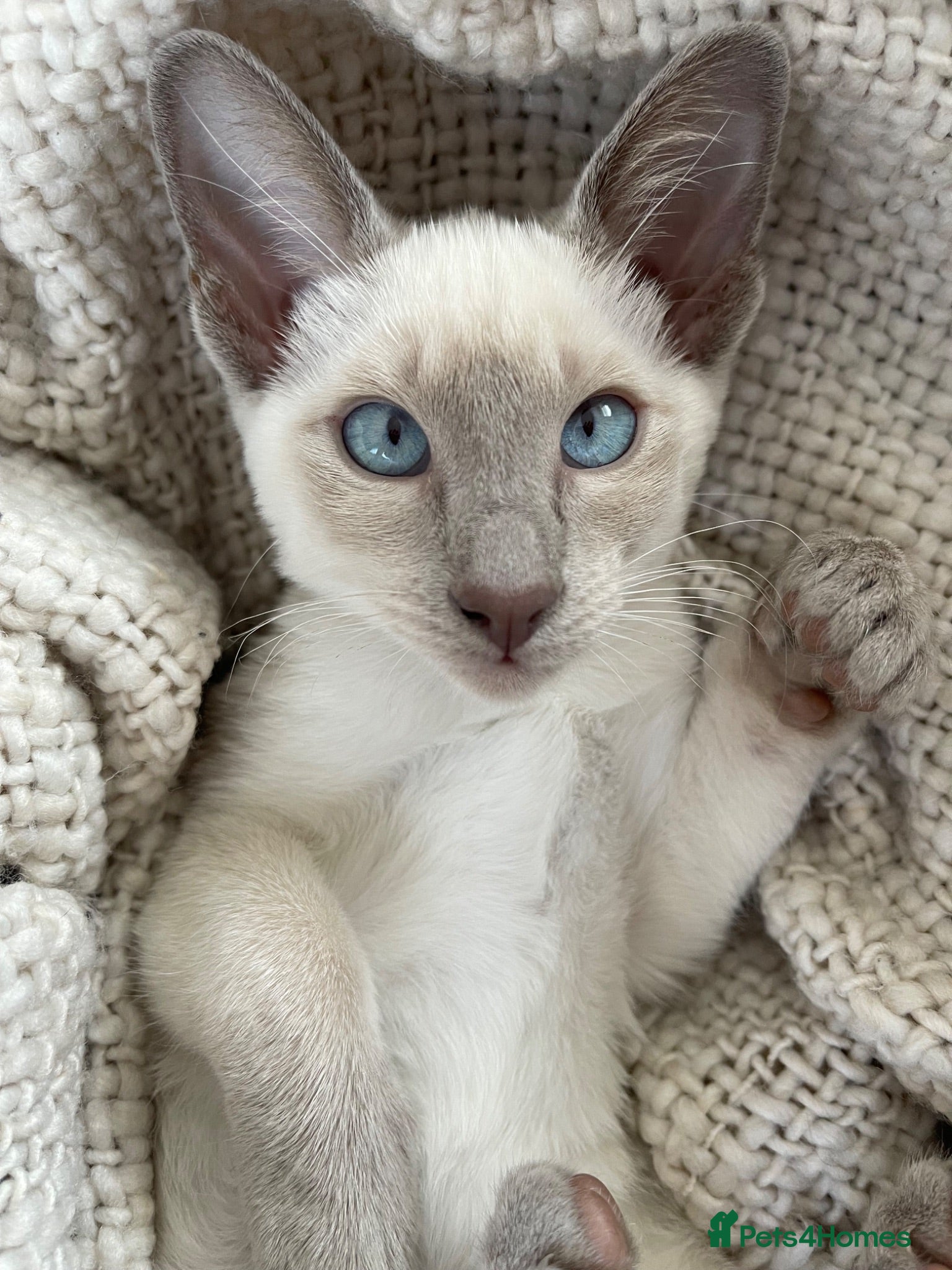 Siamese cats Last girl lilac point left  - Advert 1