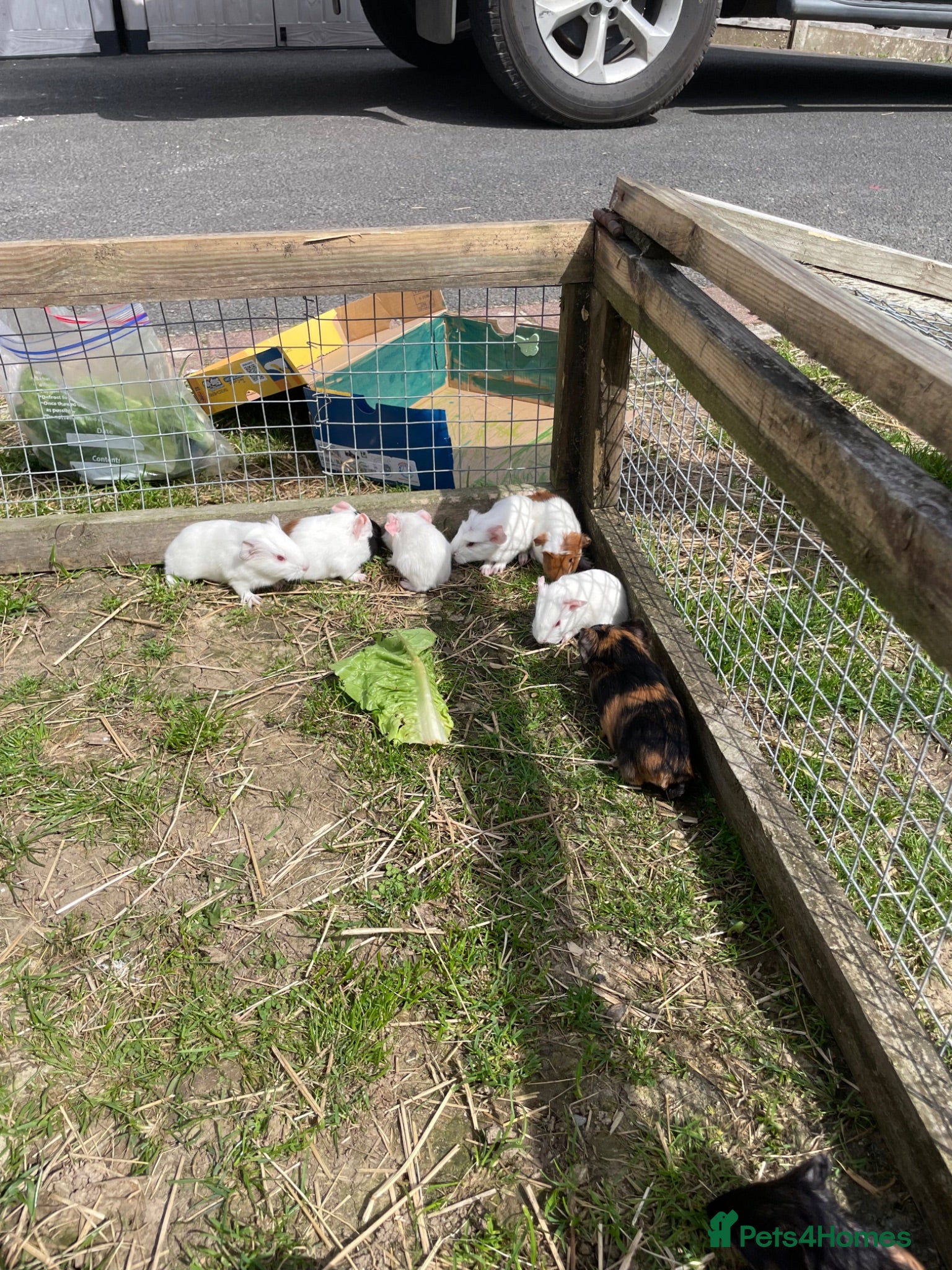 Guinea Pig rodents Baby Girl and Boy Guinea pigs  - Advert 1