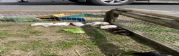 Guinea Pig rodents for sale: Baby Girl and Boy Guinea pigs  - Advert 1