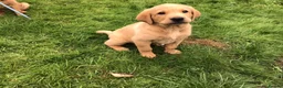 Labrador Retriever dogs for sale: Rkc reg, dna health test, hip and elbow score,  in Dulverton - Advert 3
