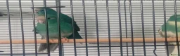 Parakeets birds for sale: Kakarikis parakeet turquoise and pied turquoise  in Craven Arms - Advert 8
