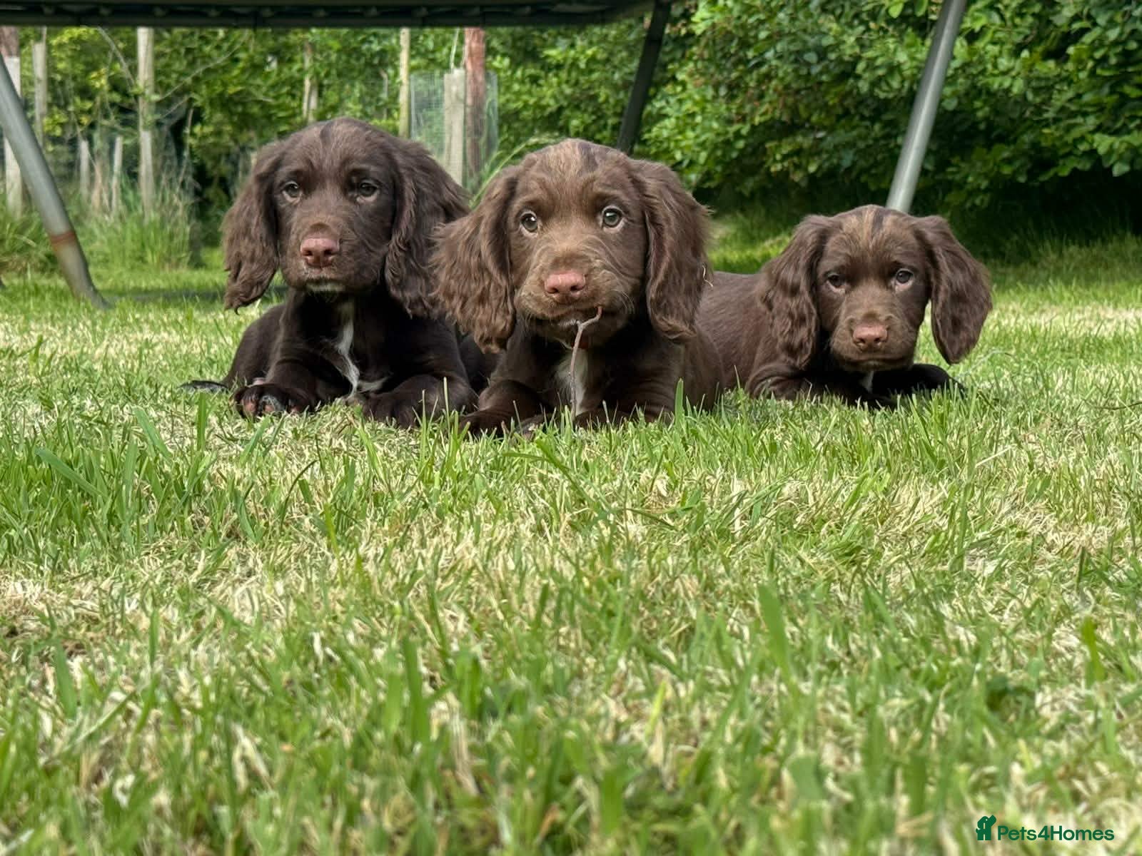 Sprocker dogs Sprocker ( Springer x Cocker ) pups for sale - Advert 5